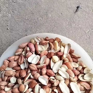 【精品】榨油米花生米合作社自产自销量大价优各种规格欢迎来