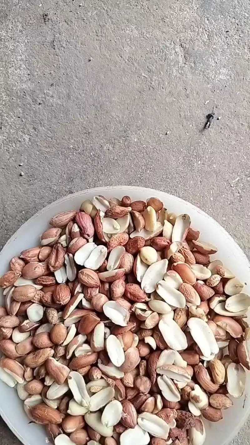 【精品】榨油米花生米合作社自产自销量大价优各种规格欢迎来