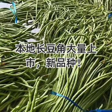 长豆角青条豆角刚上市新鲜采摘产地直发保质保量看货论价