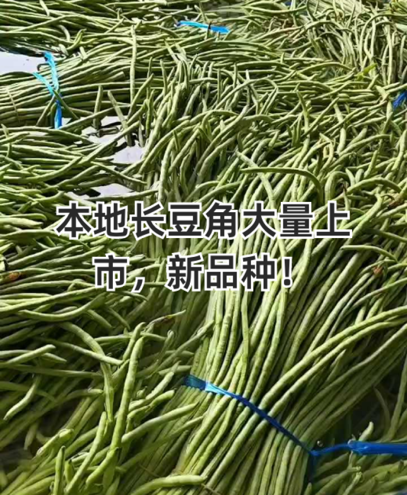 长豆角青条豆角刚上市新鲜采摘产地直发保质保量看货论价
