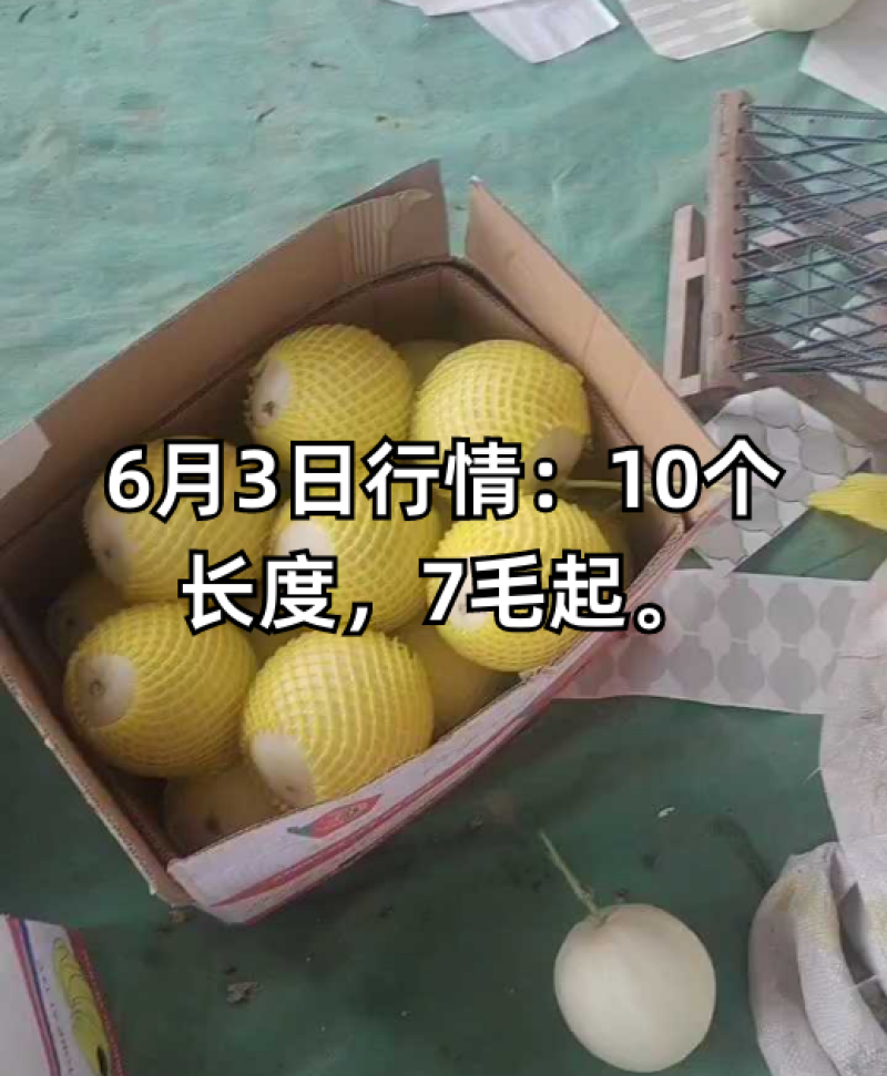 玉菇冰淇淋甜瓜等各个品种大量上市欢小工包装一条龙服务欢迎