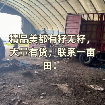 有籽美都麒麟西瓜，产地直销
