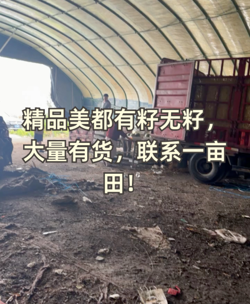 有籽美都麒麟西瓜，产地直销