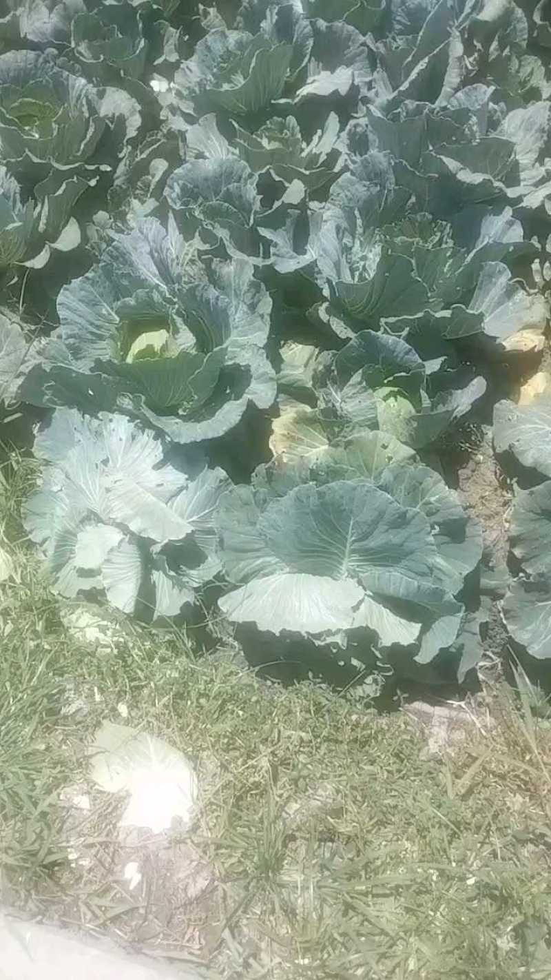 都江堰玉米籽802，三毛三毛五，精菜二三四五