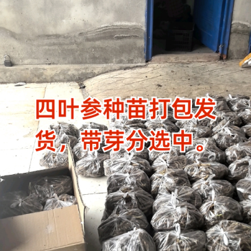 四叶参，基地直接供应，自有基地，优质种苗