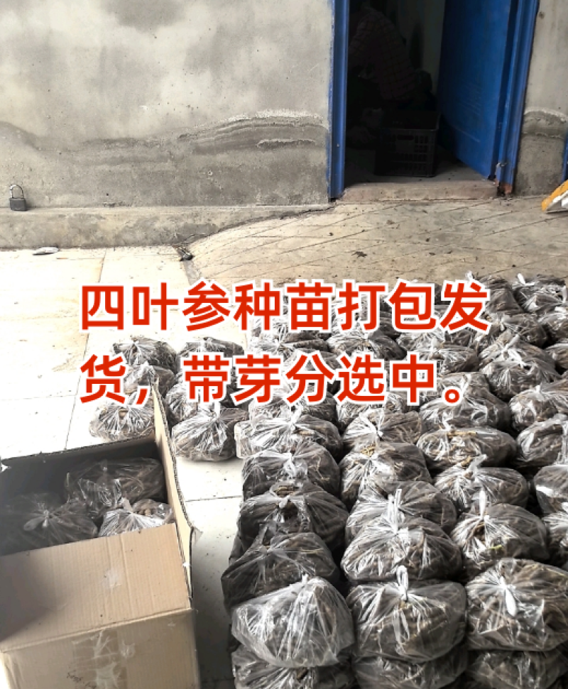 四叶参，基地直接供应，自有基地，优质种苗