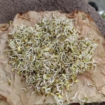 紫云英种子绿化护坡绿肥牧草养蜜蜂，蜜源**品种
