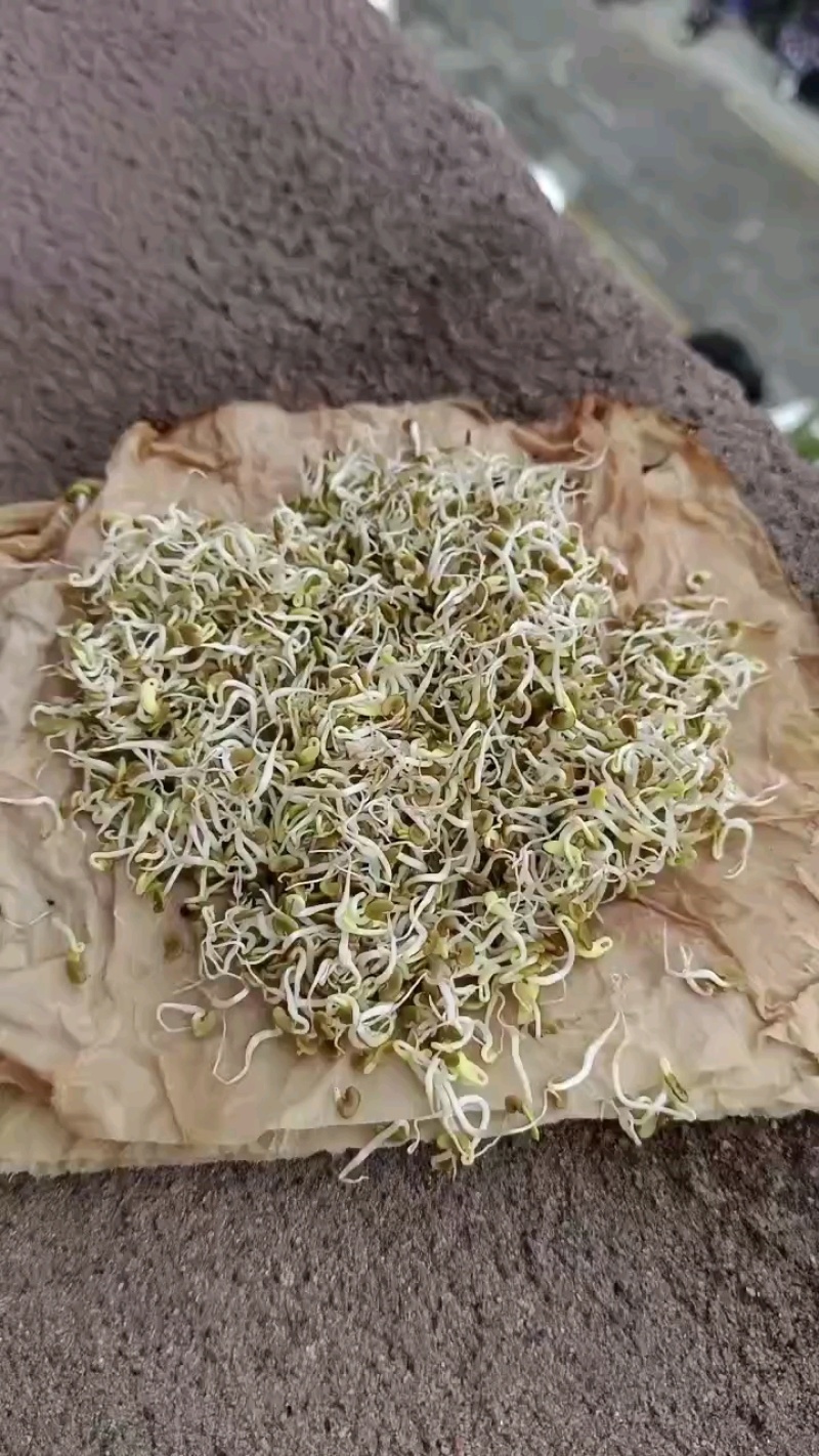 紫云英种子绿化护坡绿肥牧草养蜜蜂，蜜源**品种