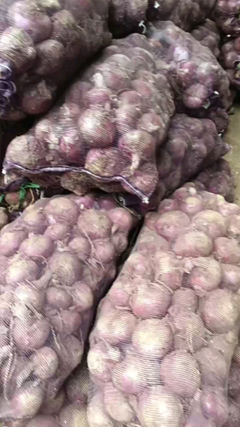 小洋葱大量现货要联系老板发财
