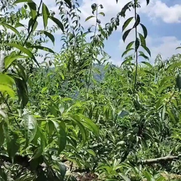 半边红李子支持一件代发包邮10斤起果园直发