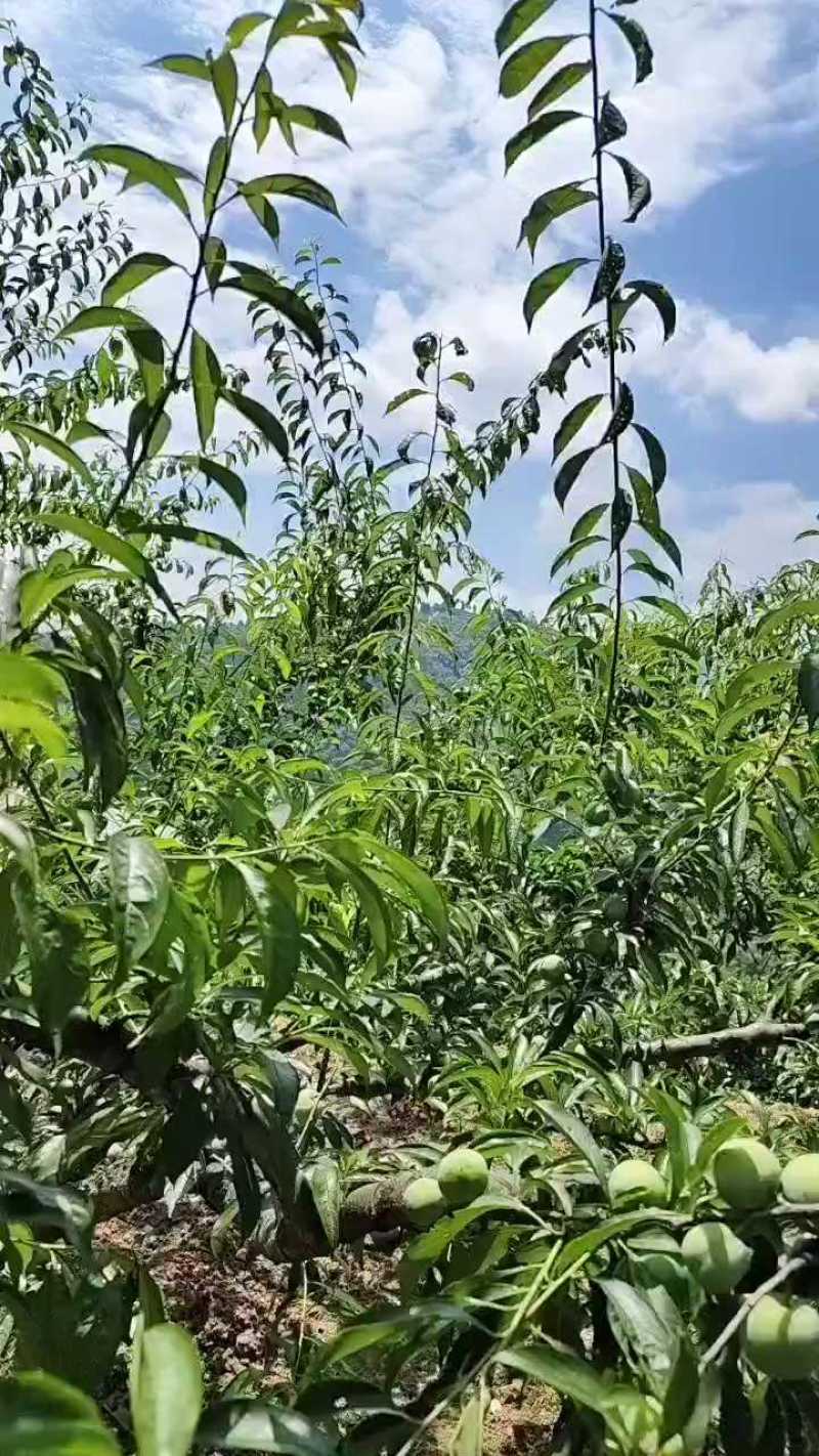半边红李子支持一件代发包邮10斤起果园直发