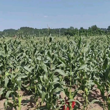 白糯玉米甜糯玉米四川玉米产地直发保质保量对接全国市场