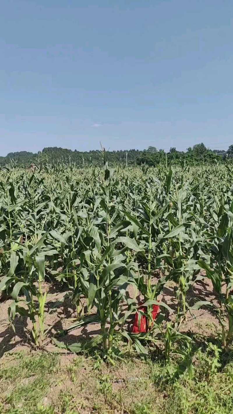 白糯玉米甜糯玉米四川玉米产地直发保质保量对接全国市场
