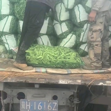 油豆