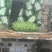 油豆
