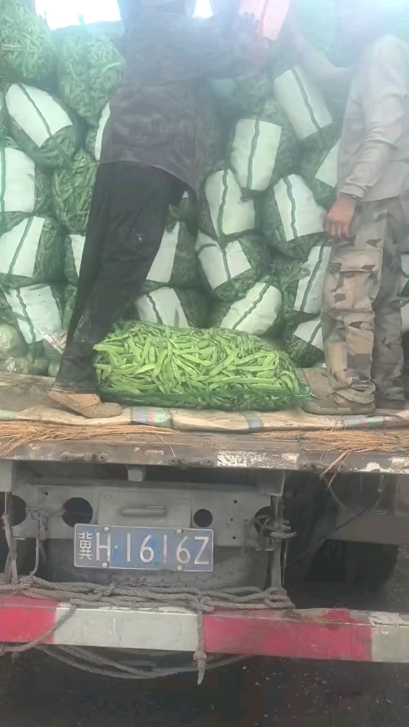 油豆
