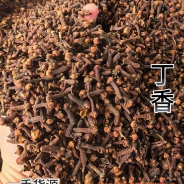 丁香广西特级公丁香丁香香料大红丁香广西香料雄丁香钓鱼公丁
