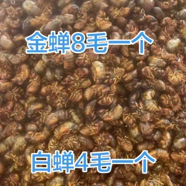 山东野生大金蝉知了猴产地直发对接各大电商社区团购