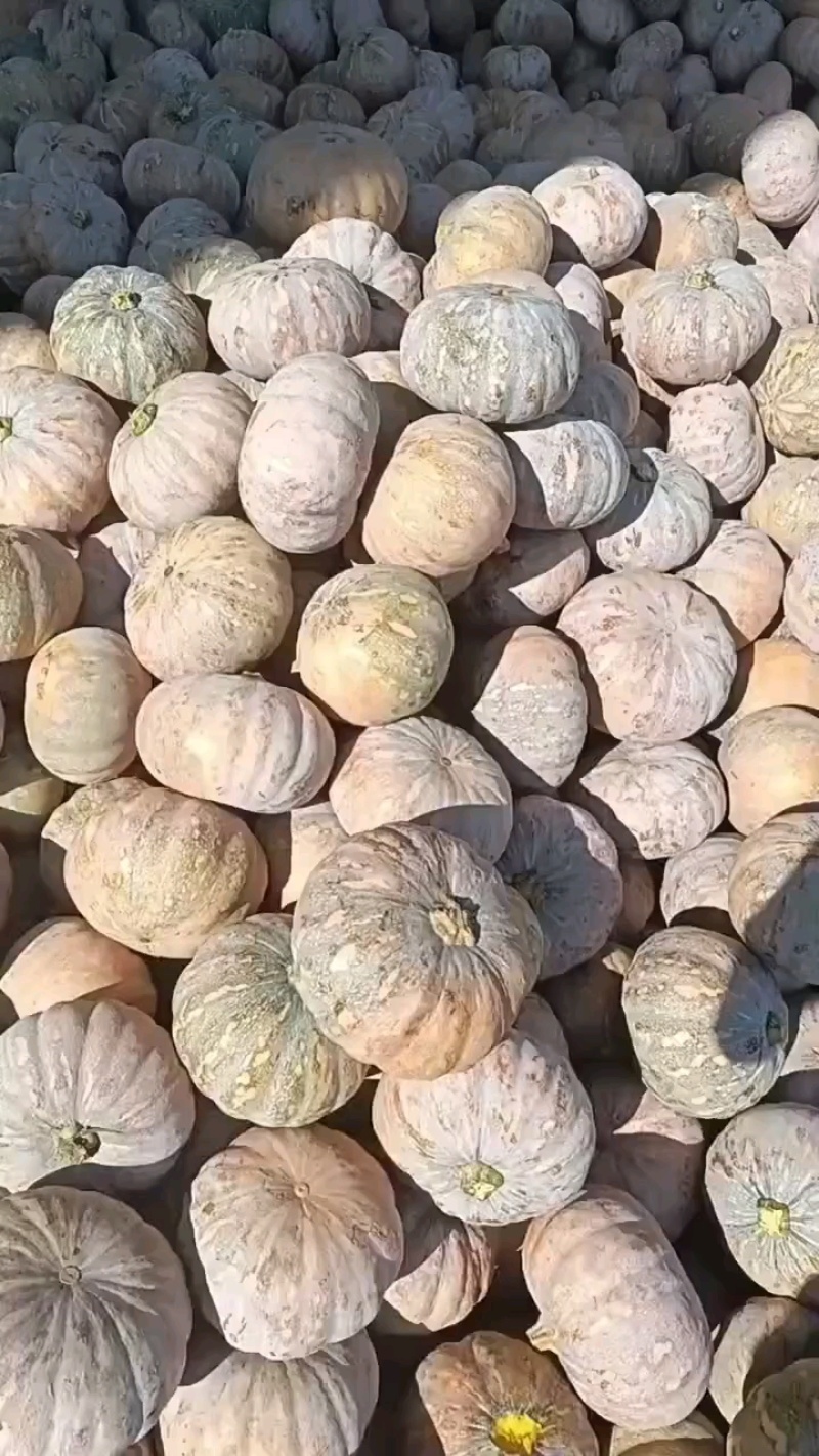 湖北万亩南瓜种植基地出售各类品种南瓜，有需要的朋友联系我