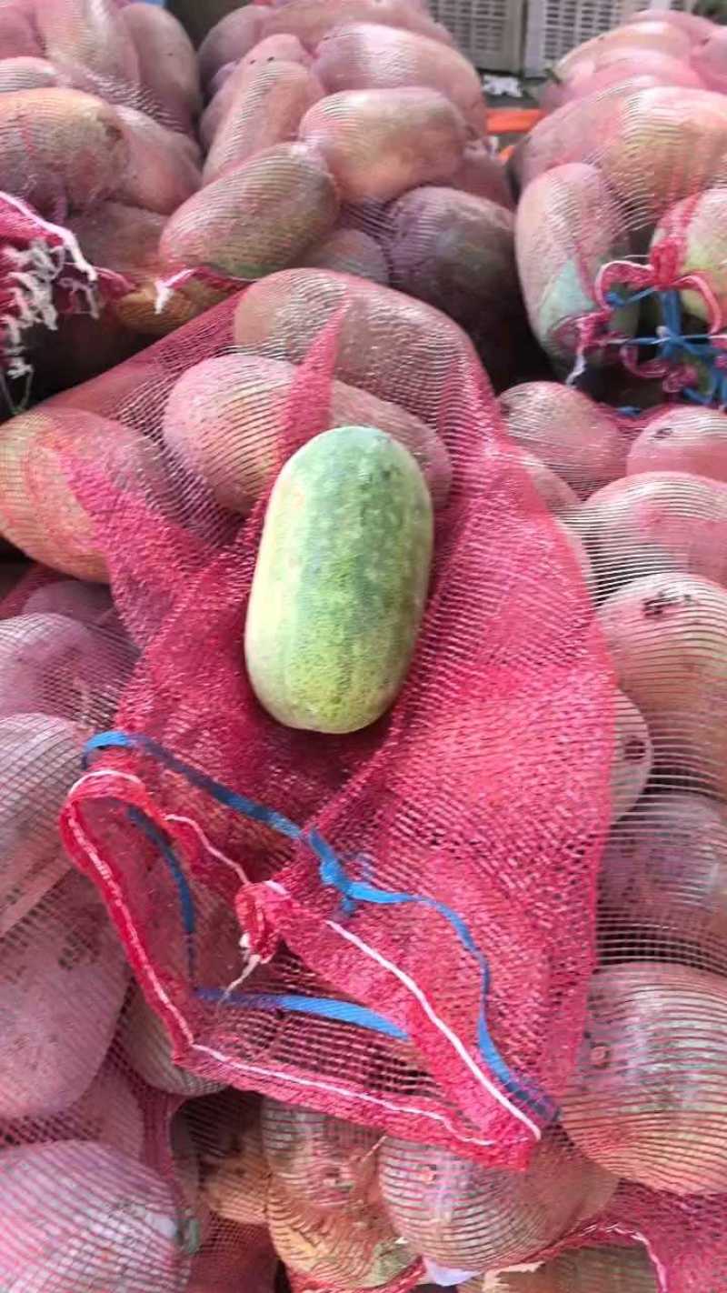 青皮，白霜水果冬瓜。各种型号。保证质量。