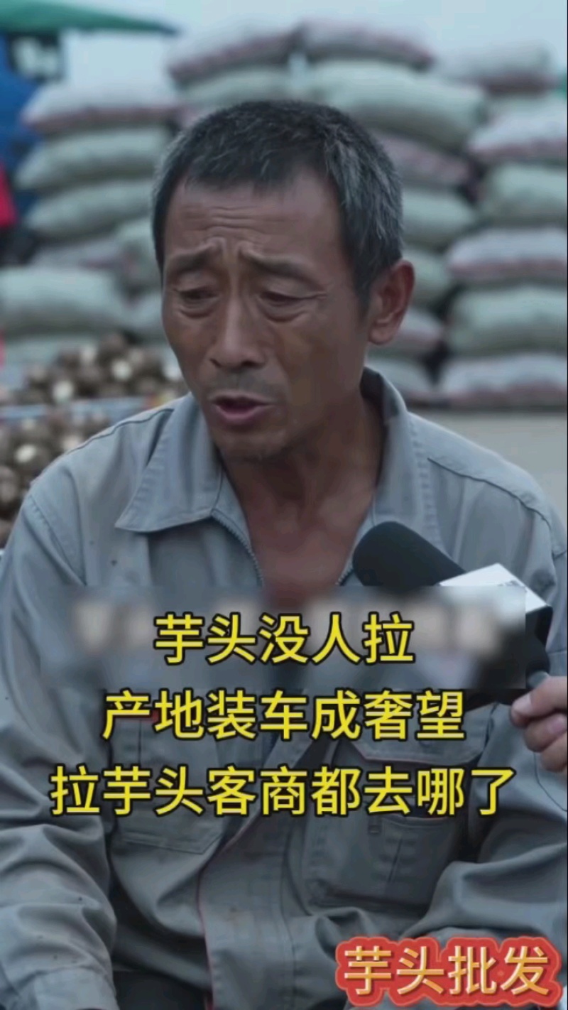 山东芋头8520毛芋头产地发货大球中球规格齐全