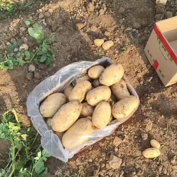 黄皮黄心精品沃土系列土豆