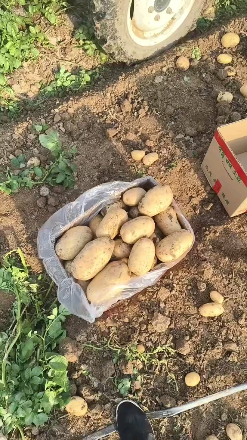 黄皮黄心精品沃土系列土豆
