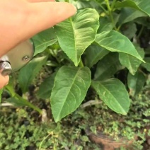 【推荐】柠檬苗柠檬树苗小苗大苗规格齐全现挖现发