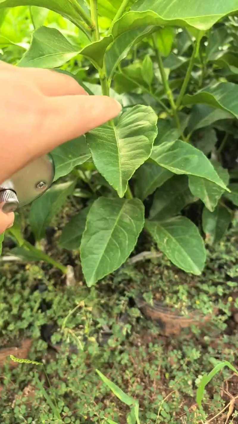【推荐】柠檬苗柠檬树苗小苗大苗规格齐全现挖现发