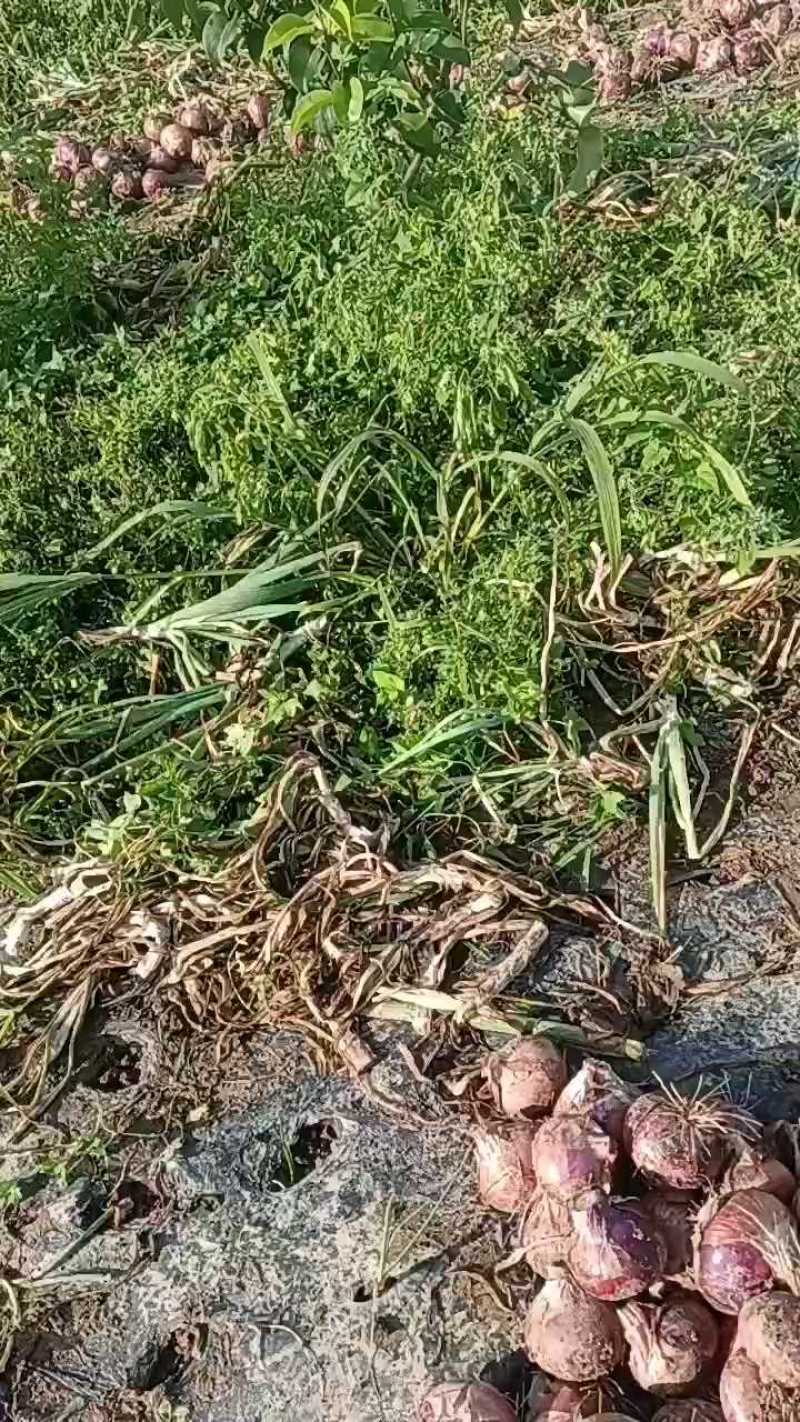 陕西红皮洋葱，三毛八上车，硬四两起步！