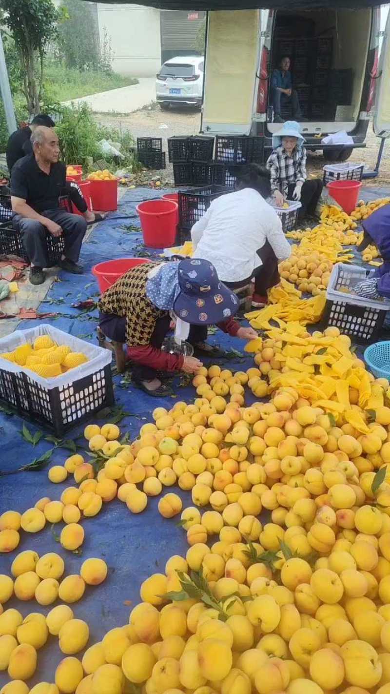 黄金蜜一号
