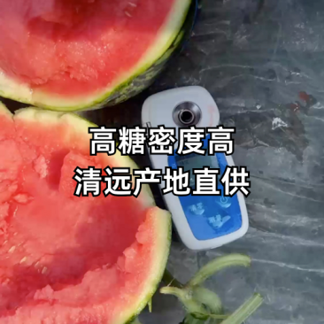 《甘美4K》陕西西瓜/大棚种植/糖度14/全国发货