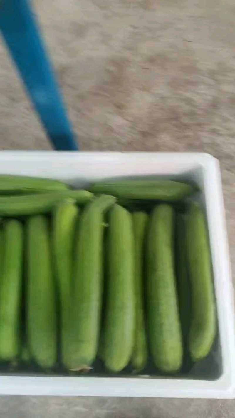 油皮丝，肉丝瓜，本地丝瓜，大量上市，视频看货，量大从优