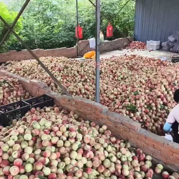 湖北桃子产地直发电商市场商超货源充足