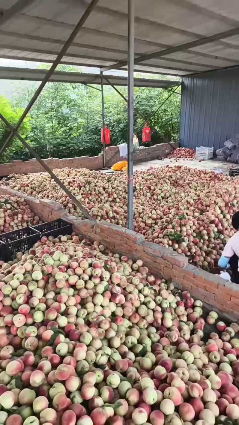 湖北桃子产地直发电商市场商超货源充足