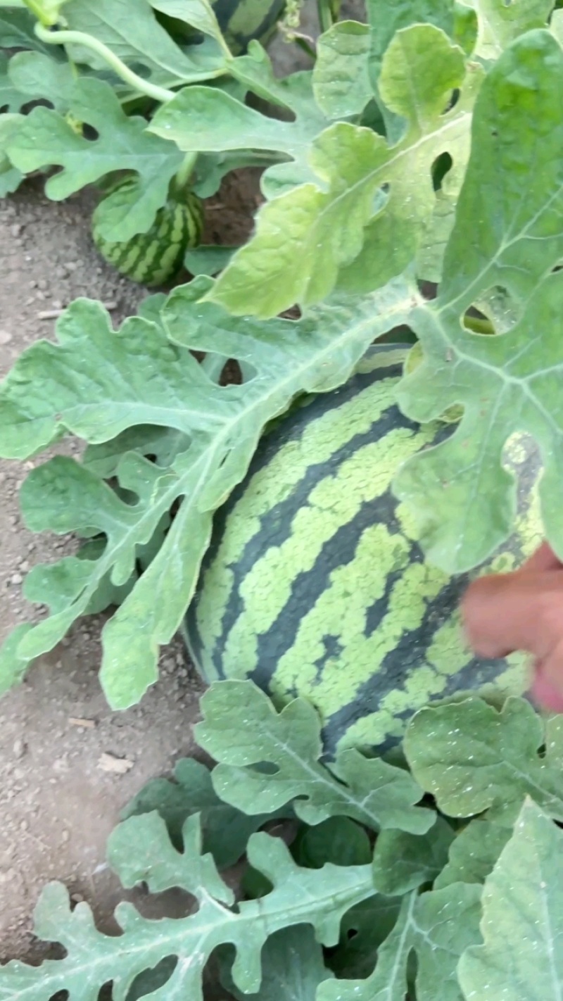 湖北无籽美都西瓜麒麟西瓜产地发货一手货源批发品质保证价格