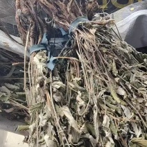 翻白草野生全棵正品血糖的克星假一赔十零售批发不满意可退