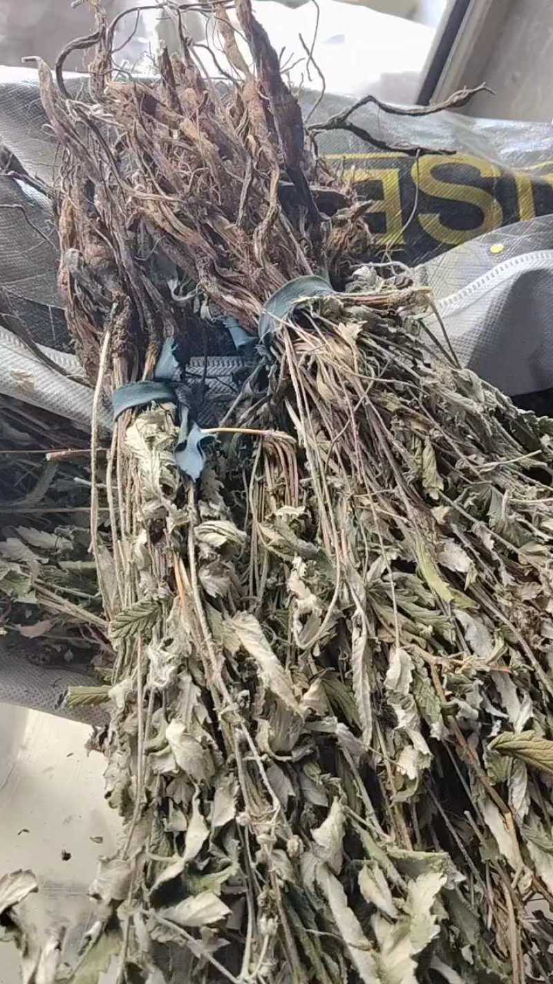 翻白草野生全棵正品血糖的克星假一赔十零售批发不满意可退
