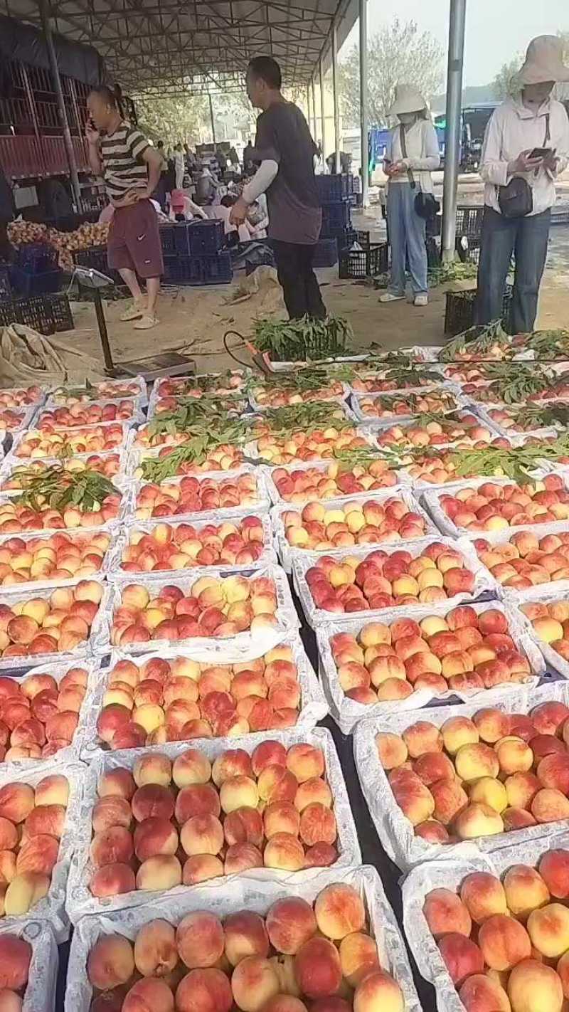 美切大毛桃发往湖南，清水保湿装车中