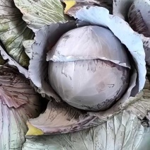 河北精品小白菜/叶片鲜亮/根茎青绿/对接商超产地直发