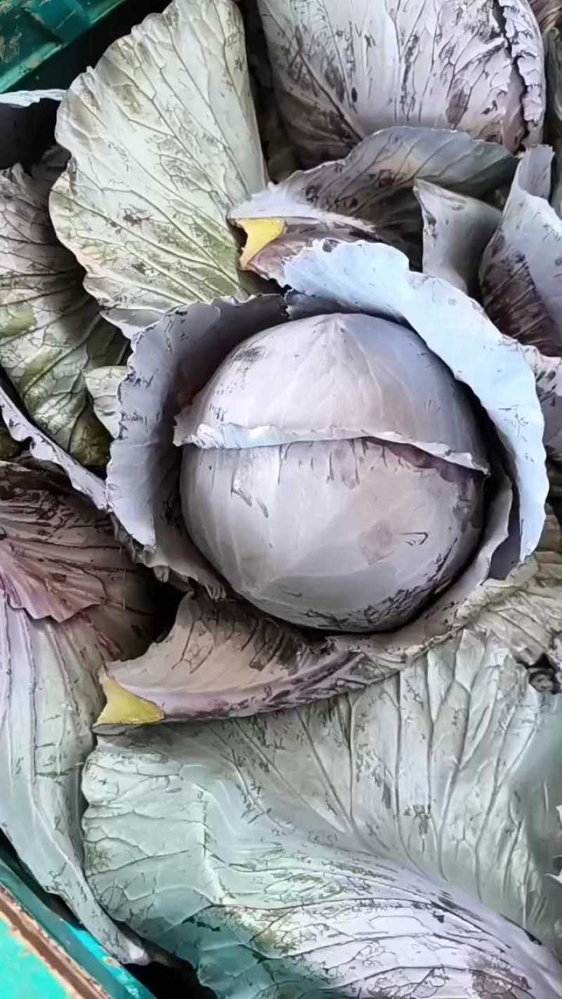 河北精品小白菜/叶片鲜亮/根茎青绿/对接商超产地直发