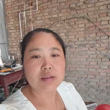 陕西三原硬粉西红柿，七毛起收，货源充足！