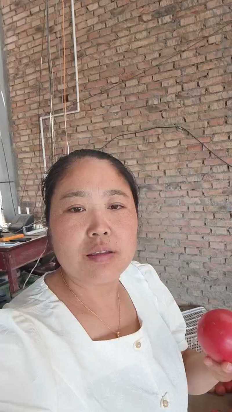 陕西三原硬粉西红柿，七毛起收，货源充足！