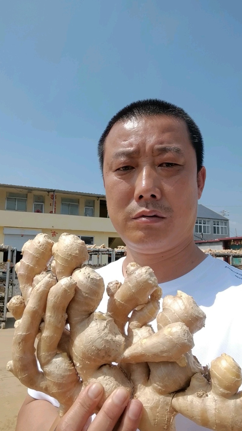 山东优质水洗大黄姜产区价格便宜，支持全国发货。