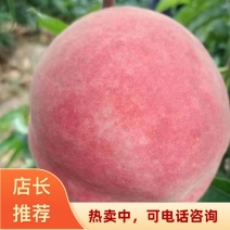 河北邢台威县精品春雪毛桃基地直发一手货源欢迎采购