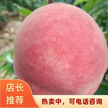 河北邢台威县精品春雪毛桃基地直发一手货源欢迎采购