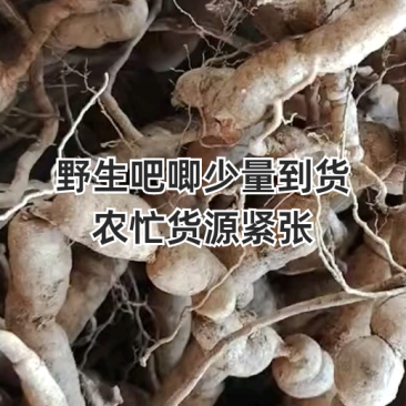 野生巴戟天，大量有货供应电商，超市，地摊。