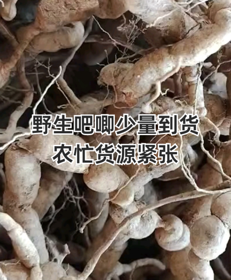 野生巴戟天，大量有货供应电商，超市，地摊。
