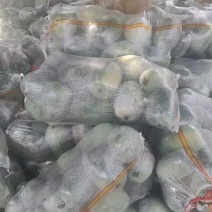 河北邯郸水果冬瓜河南水果冬瓜