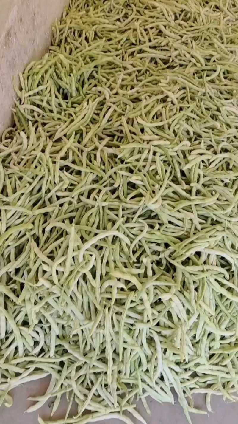 城固精品白不老四季豆，条直无虫眼，一手货源，产地直销